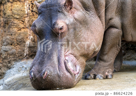 動物園の風景 カバ 宮城県仙台市 動物園の風景 カバ 宮城県仙台市 86624226