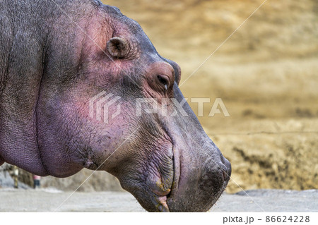 動物園の風景 カバ 宮城県仙台市 動物園の風景 カバ 宮城県仙台市 86624228