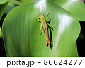 葉っぱにとまるイナゴ 86624277