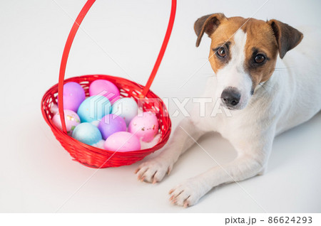 Portrait of doggy Jack Russell Terrier with a red basket with colorful eggs for Easter on a white background 86624293