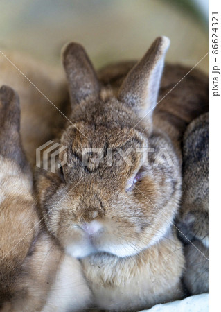 動物園の風景 うさぎ 宮城県仙台市 動物園の風景 うさぎ 宮城県仙台市 86624321