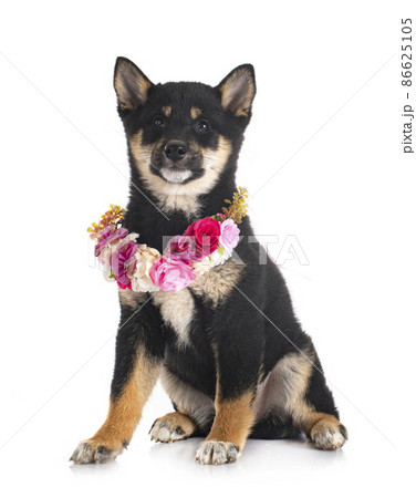 shiba inu in studio shiba inu in studio 86625105