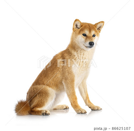 shiba inu in studio shiba inu in studio 86625107