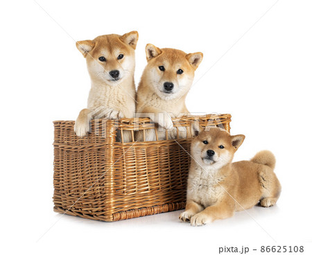 shiba inus in studio shiba inus in studio 86625108