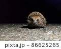 wild prickly hedgehog running about his business at night stopped in the dark and looks at the camera 86625265