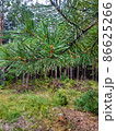 pine twigs wet after the rain with water drops on a blurred background of a foggy fresh spruce forest 86625266