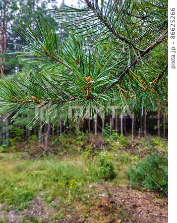 pine twigs wet after the rain with water drops on a blurred background of a foggy fresh spruce forest pine twigs wet after the rain with water drops on a blurred background of a foggy fresh spruce forest 86625266