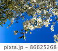 focusing on a blooming sprig of white flowers in spring with a blurred background of a cherry tree and a blue sky 86625268