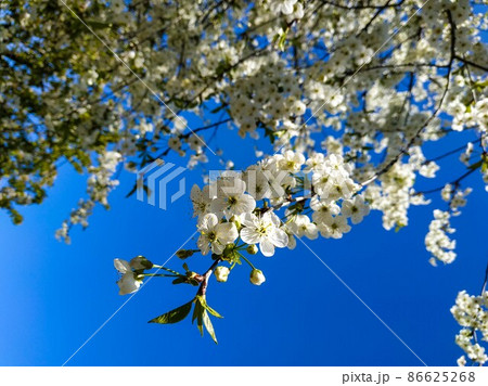 focusing on a blooming sprig of white flowers in spring with a blurred background of a cherry tree and a blue sky 86625268