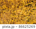 Bright and lush layered texture of an autumn bush with small needles on the branches yellow shade with a foreground and a blurred backdrop 86625269
