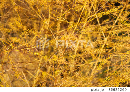 Bright and lush layered texture of an autumn bush with small needles on the branches yellow shade with a foreground and a blurred backdrop 86625269