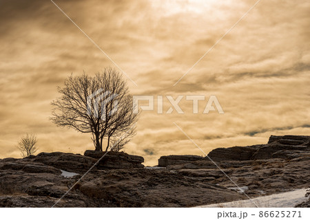 Single Bare Tree and Karst Formations on Lessinia Plateau Verona Italy Single Bare Tree and Karst Formations on Lessinia Plateau Verona Italy 86625271