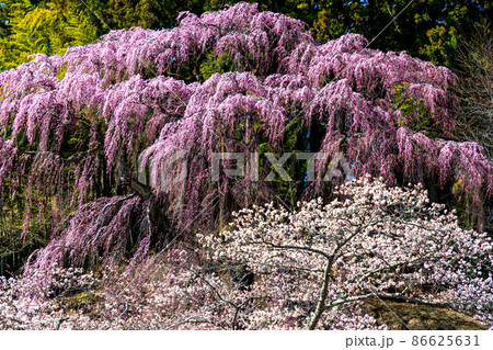 【福島県】 福聚寺の紅枝垂れ桜　4月 86625631