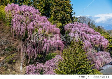 【福島県】 福聚寺の紅枝垂れ桜　4月 86625633