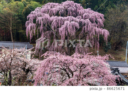 【福島県】 福聚寺の紅枝垂れ桜 4月 【福島県】 福聚寺の紅枝垂れ桜 4月 86625671
