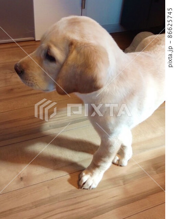 お部屋を探検するラブの子犬 86625745