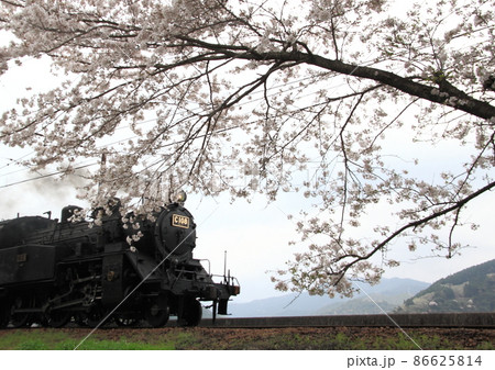 大井川鐵道で満開の桜を横目に走る蒸気機関車 86625814