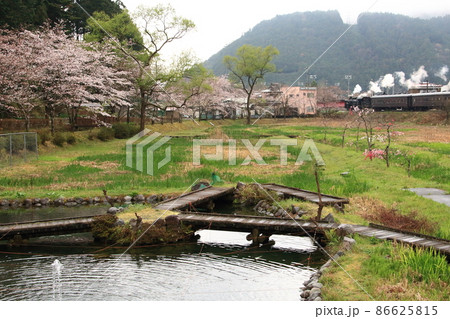 大井川鐵道で満開の桜を横目に走る蒸気機関車 86625815