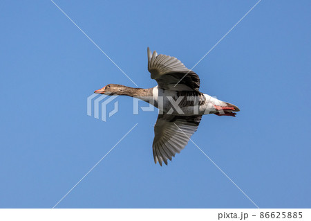 The flying greylag goose, Anser anser is a species of large goose The flying greylag goose, Anser anser is a species of large goose 86625885