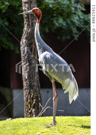 Sarus crane, Grus antigone also known as Indian sarus crane 86625911