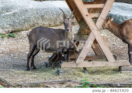 Male mountain ibex or capra ibex on a rock 86625920