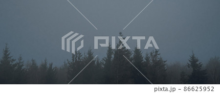 Pine tree forest silhouette with fog Pine tree forest silhouette with fog 86625952