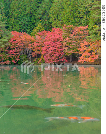 山梨_南伊奈ヶ湖の紅葉風景 山梨_南伊奈ヶ湖の紅葉風景 86625989