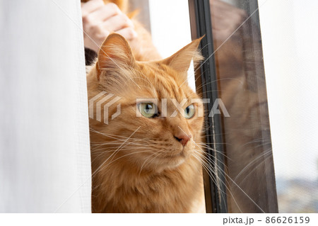 見つめる猫 茶トラ猫 見つめる猫 茶トラ猫 86626159