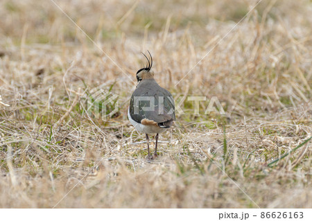 冬の野鳥　タゲリ 86626163