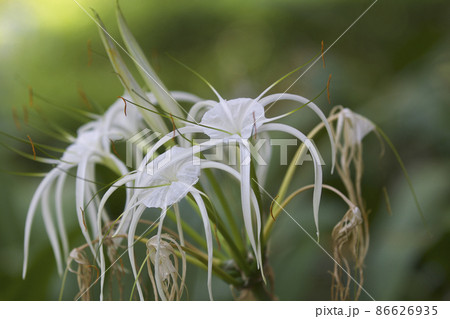 White tropical cultivated flowers with long petals White tropical cultivated flowers with long petals 86626935