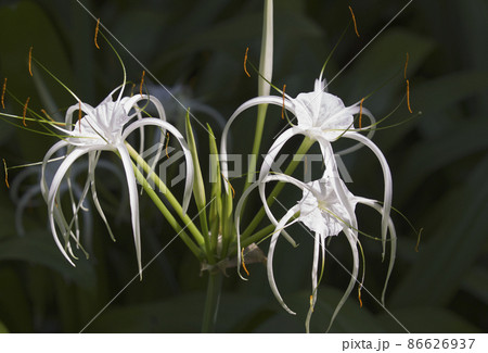 White tropical cultivated flowers with long petals White tropical cultivated flowers with long petals 86626937