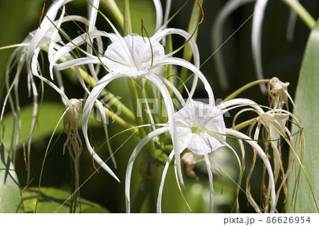White tropical cultivated flowers with long petals White tropical cultivated flowers with long petals 86626954