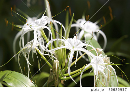White tropical cultivated flowers with long petals White tropical cultivated flowers with long petals 86626957