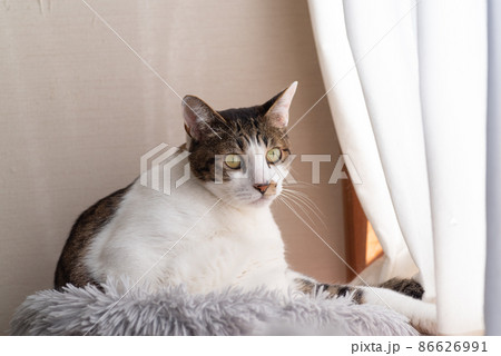 窓辺の猫 キジトラ猫 窓辺の猫 キジトラ猫 86626991