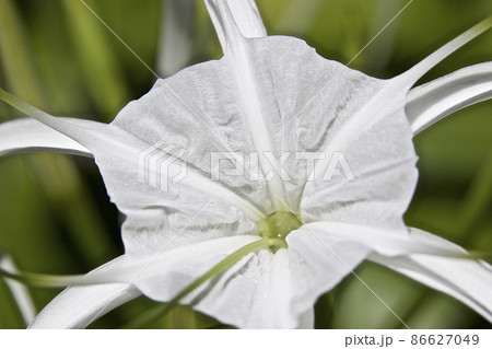 White tropical cultivated flowers with long petals 86627049