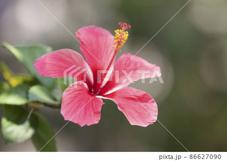 Multicolored tropical cultivated bright flowers in the garden Multicolored tropical cultivated bright flowers in the garden 86627090
