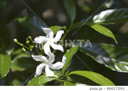 Multicolored tropical cultivated bright flowers in the garden Multicolored tropical cultivated bright flowers in the garden 86627091