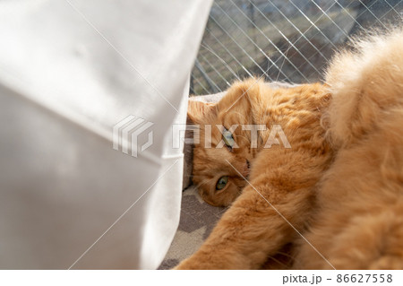 窓辺の猫　茶トラ猫 86627558