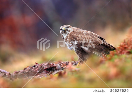 Common buzzard sitting next to dead animal in autumn 86627626