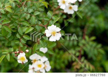 テリハノイバラの花 86627760