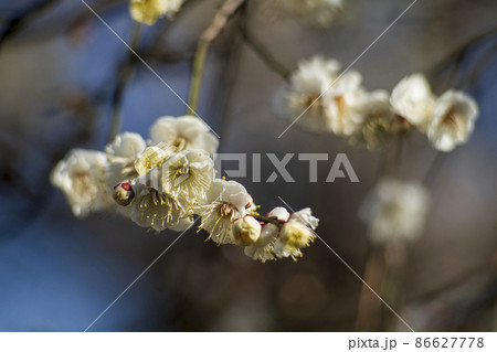 有馬梅園の冬至梅 86627778