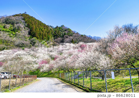 東京都　八王子市　高尾梅郷　木下沢梅林（こげさわばいりん） 86628011