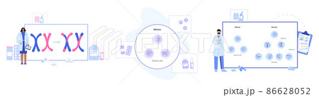 Mitosis process concept Mitosis process concept 86628052