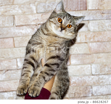 Scottish chinchilla golden tiger tabby cat in his hands on the background of the wall 86628267