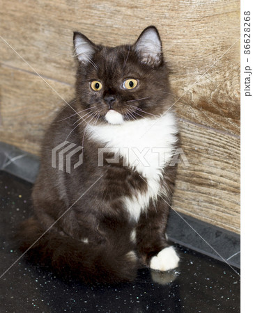 Beautiful bicolor brown Scottish kitten Highland hair Beautiful bicolor brown Scottish kitten Highland hair 86628268