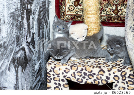 four month-old kittens play on a scratching post 86628269