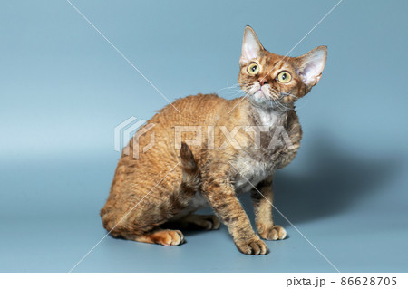 Funny cat breed Devon Rex sitting on a blue background Funny cat breed Devon Rex sitting on a blue background 86628705