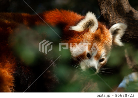 Rare red panda sitting on branch in park outdoor 86628722