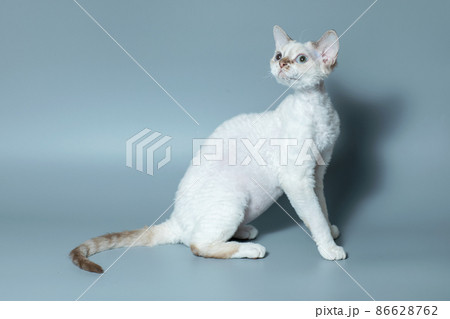 Funny cat breed Devon Rex sitting on a blue background 86628762