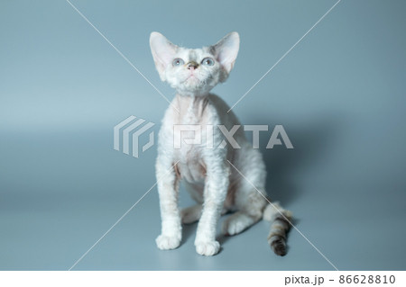 Funny cat breed Devon Rex sitting on a blue background 86628810